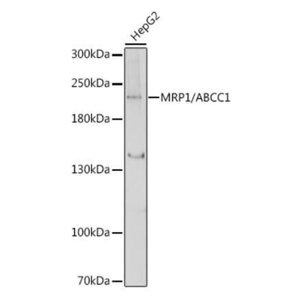 Western Blot - Anti-MRP1 Antibody (A80784) - Antibodies.com