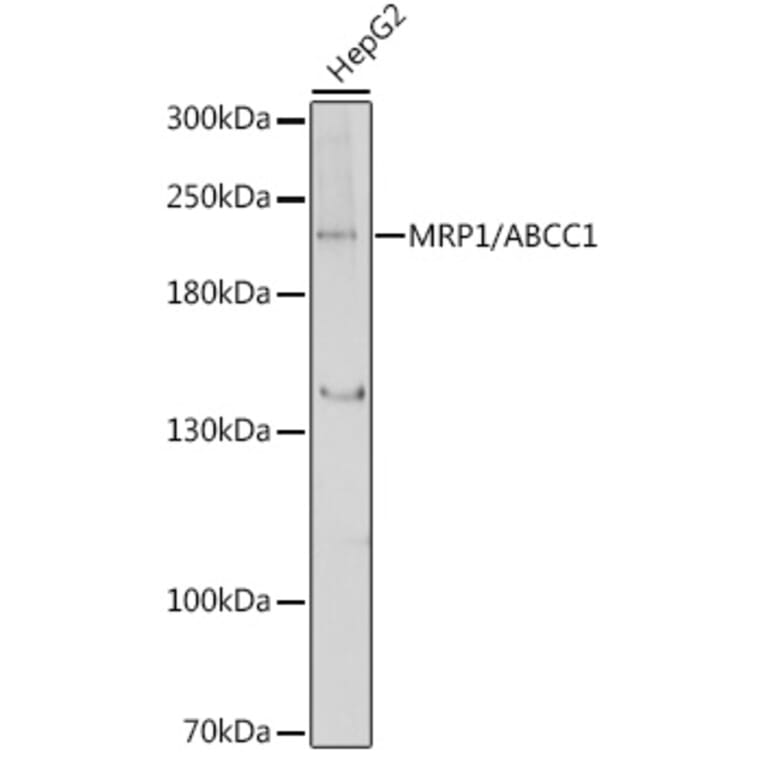 Western Blot - Anti-MRP1 Antibody (A80784) - Antibodies.com