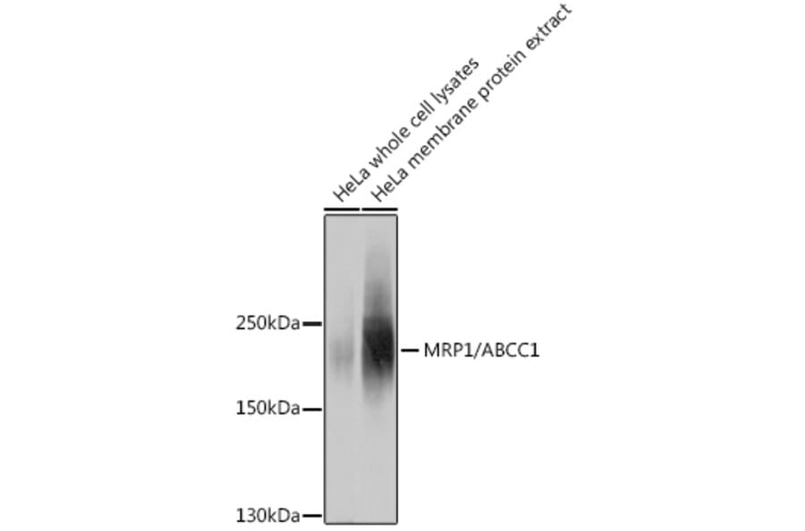 Western Blot - Anti-MRP1 Antibody (A80784) - Antibodies.com