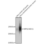 Western Blot - Anti-MRP1 Antibody (A80784) - Antibodies.com