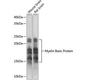 Western Blot - Anti-Myelin Basic Protein Antibody (A80785) - Antibodies.com