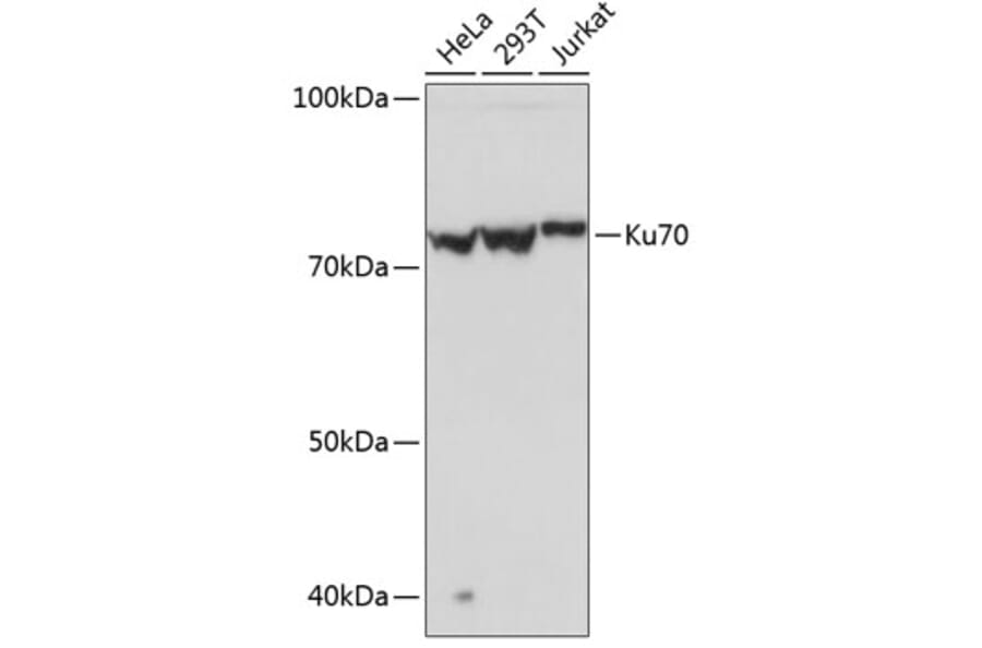 Western Blot - Anti-Ku70 Antibody [ARC0551] (A80789) - Antibodies.com