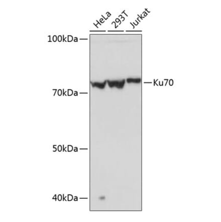 Western Blot - Anti-Ku70 Antibody [ARC0551] (A80789) - Antibodies.com