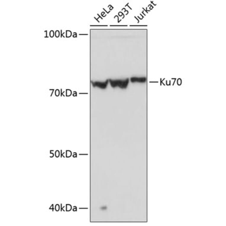 Western Blot - Anti-Ku70 Antibody [ARC0551] (A80789) - Antibodies.com