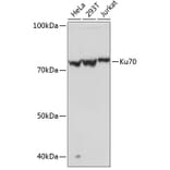 Western Blot - Anti-Ku70 Antibody [ARC0551] (A80789) - Antibodies.com