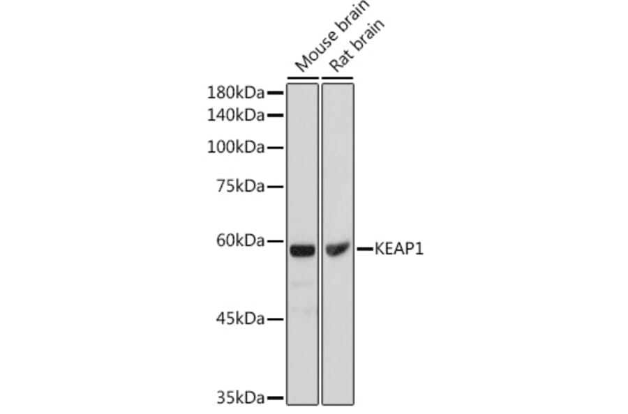 Western Blot - Anti-Keap1 Antibody (A80790) - Antibodies.com