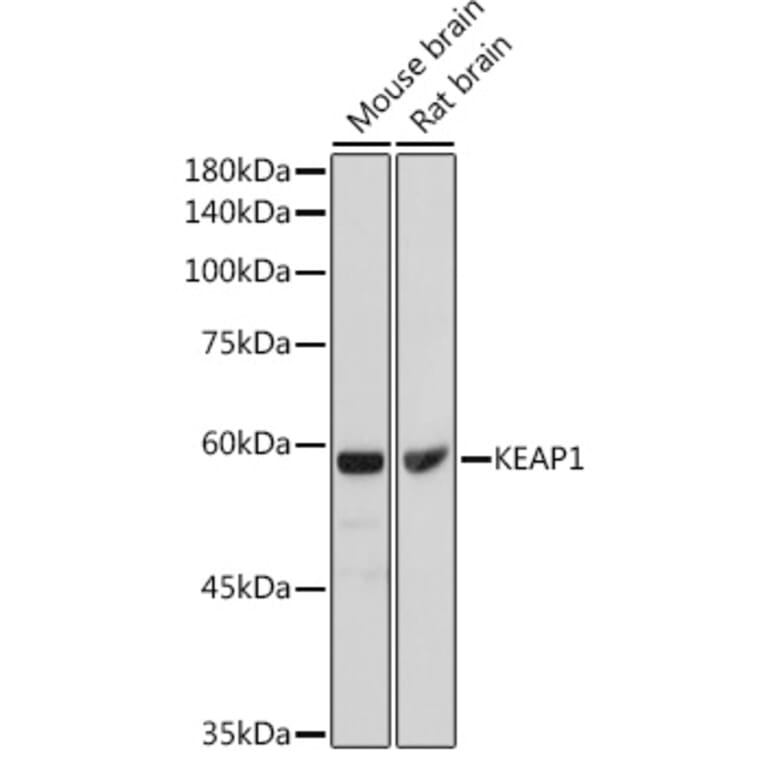Western Blot - Anti-Keap1 Antibody (A80790) - Antibodies.com