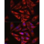 Immunofluorescence - Anti-Keap1 Antibody (A80790) - Antibodies.com