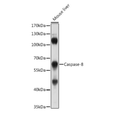 Western Blot - Anti-Caspase-8 Antibody (A80797) - Antibodies.com
