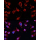 Immunofluorescence - Anti-Caspase-8 Antibody (A80797) - Antibodies.com