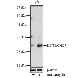 Western Blot - Anti-DDIT3 Antibody (A80799) - Antibodies.com