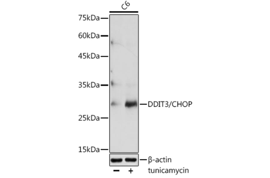 Western Blot - Anti-DDIT3 Antibody (A80799) - Antibodies.com