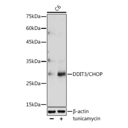 Western Blot - Anti-DDIT3 Antibody (A80799) - Antibodies.com