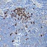 Immunohistochemistry - Anti-DDIT3 Antibody (A80799) - Antibodies.com