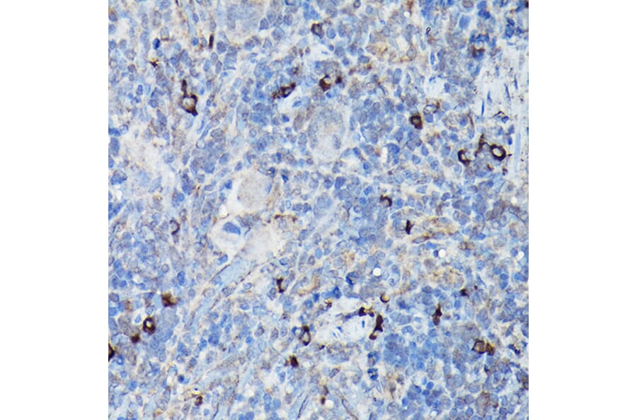 Immunohistochemistry - Anti-DDIT3 Antibody (A80799) - Antibodies.com