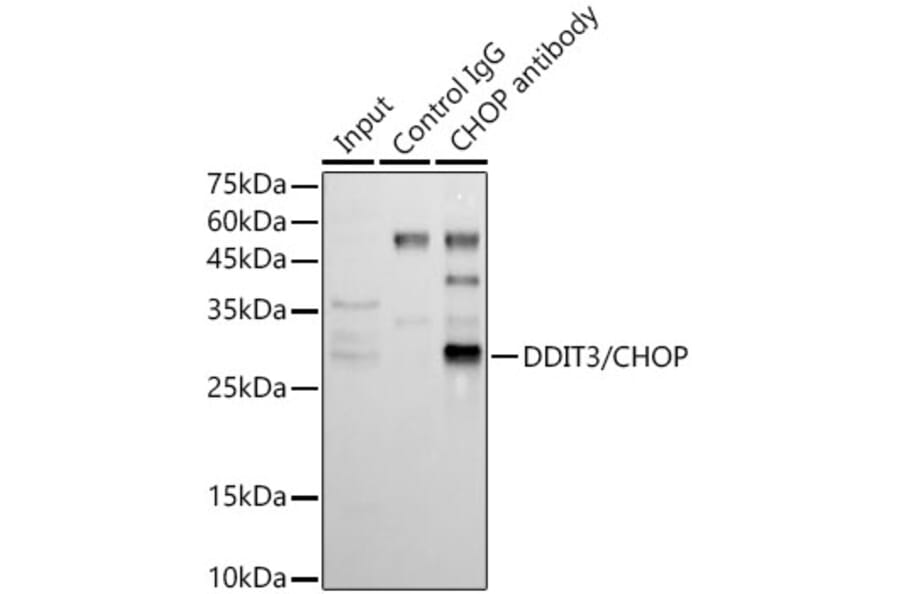 Western Blot - Anti-DDIT3 Antibody (A80799) - Antibodies.com