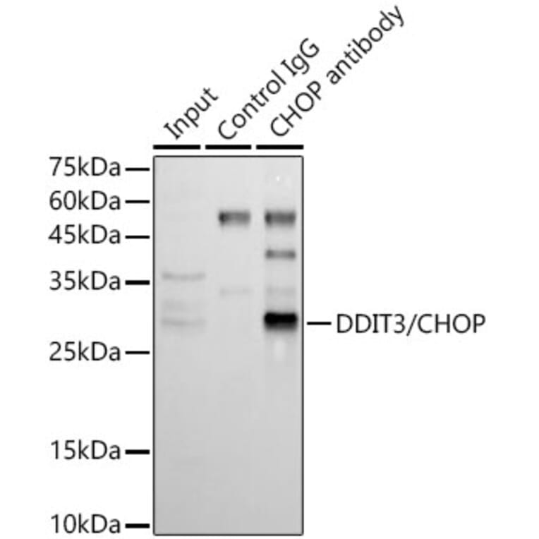 Western Blot - Anti-DDIT3 Antibody (A80799) - Antibodies.com