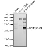 Western Blot - Anti-DDIT3 Antibody (A80799) - Antibodies.com