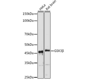 Western Blot - Anti-GSK3 beta Antibody (A80800) - Antibodies.com