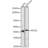 Western Blot - Anti-GSK3 beta Antibody (A80800) - Antibodies.com