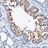 Immunohistochemistry - Anti-GSK3 beta Antibody (A80800) - Antibodies.com
