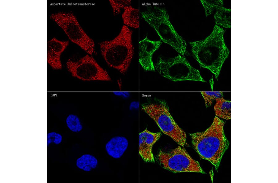 Immunofluorescence - Anti-Aspartate Aminotransferase Antibody [ARC0579] (A80801) - Antibodies.com