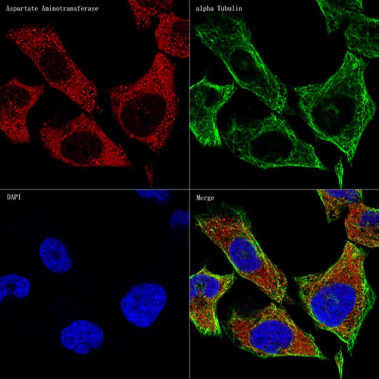 Immunofluorescence - Anti-Aspartate Aminotransferase Antibody [ARC0579] (A80801) - Antibodies.com