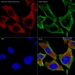 Immunofluorescence - Anti-Aspartate Aminotransferase Antibody [ARC0579] (A80801) - Antibodies.com