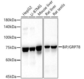 Western Blot - Anti-GRP78 BiP Antibody (A80803) - Antibodies.com