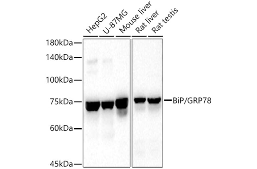 Western Blot - Anti-GRP78 BiP Antibody (A80803) - Antibodies.com