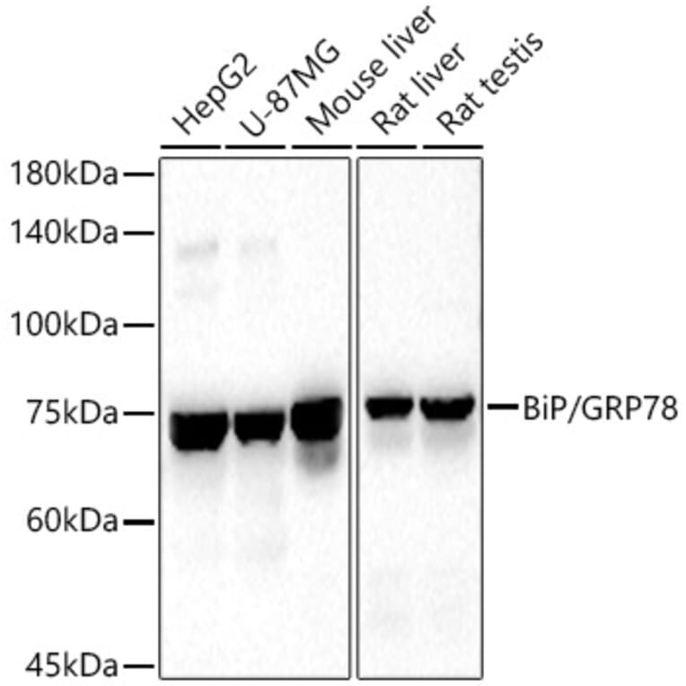 Western Blot - Anti-GRP78 BiP Antibody (A80803) - Antibodies.com