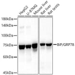 Western Blot - Anti-GRP78 BiP Antibody (A80803) - Antibodies.com