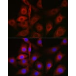 Immunofluorescence - Anti-GRP78 BiP Antibody (A80803) - Antibodies.com