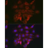 Immunofluorescence - Anti-GRP78 BiP Antibody (A80803) - Antibodies.com