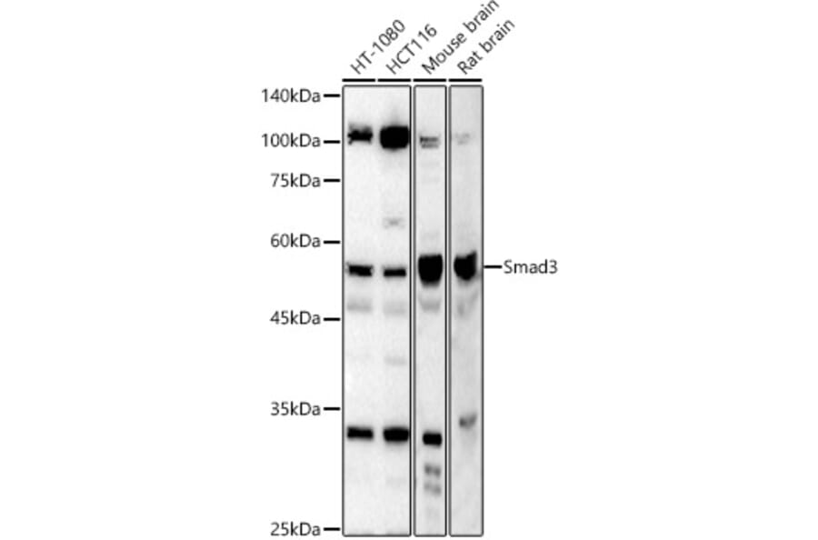 Western Blot - Anti-Smad3 Antibody (A80806) - Antibodies.com