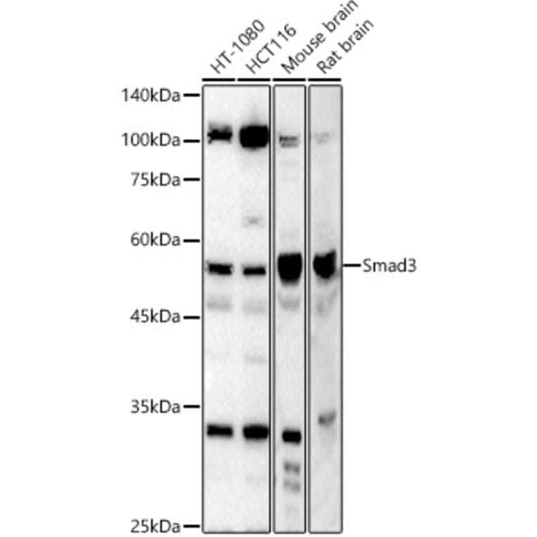 Western Blot - Anti-Smad3 Antibody (A80806) - Antibodies.com