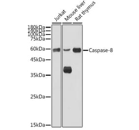 Western Blot - Anti-Caspase-8 Antibody (A80812) - Antibodies.com