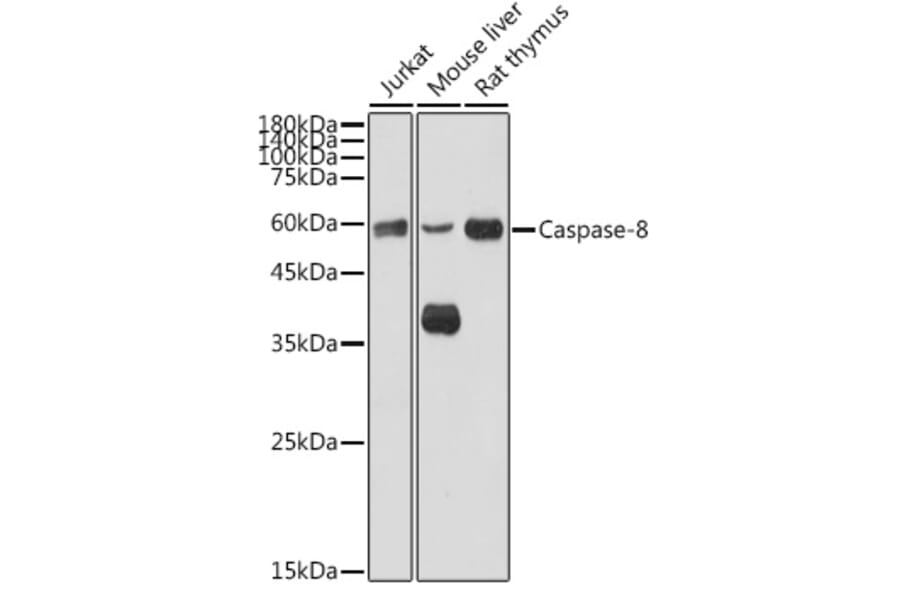 Western Blot - Anti-Caspase-8 Antibody (A80812) - Antibodies.com