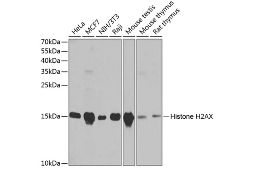 Western Blot - Anti-Histone H2AX Antibody (A11463) - Antibodies.com
