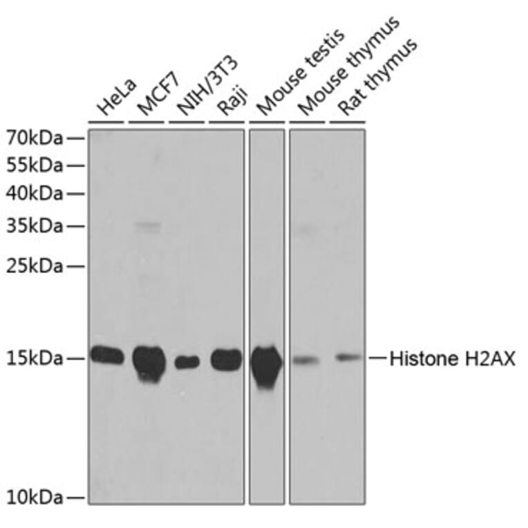 Western Blot - Anti-Histone H2AX Antibody (A11463) - Antibodies.com