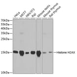 Western Blot - Anti-Histone H2AX Antibody (A11463) - Antibodies.com