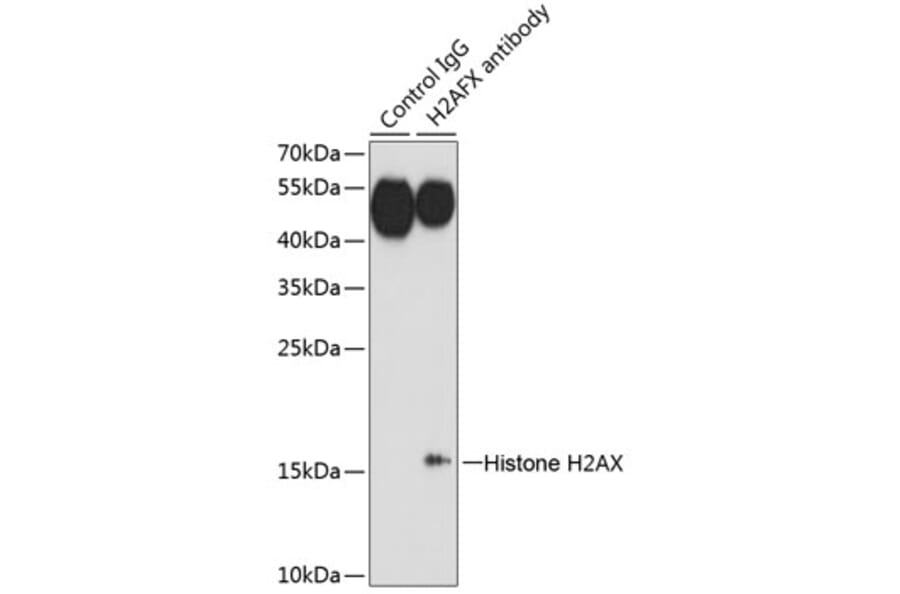 Immunoprecipitation - Anti-Histone H2AX Antibody (A11463) - Antibodies.com