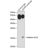 Immunoprecipitation - Anti-Histone H2AX Antibody (A11463) - Antibodies.com