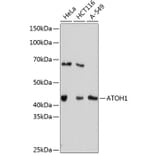 Western Blot - Anti-MATH1/HATH1 Antibody [ARC0609] (A80815) - Antibodies.com