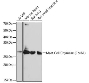 Western Blot - Anti-Mast Cell Chymase Antibody [ARC0614] (A80816) - Antibodies.com
