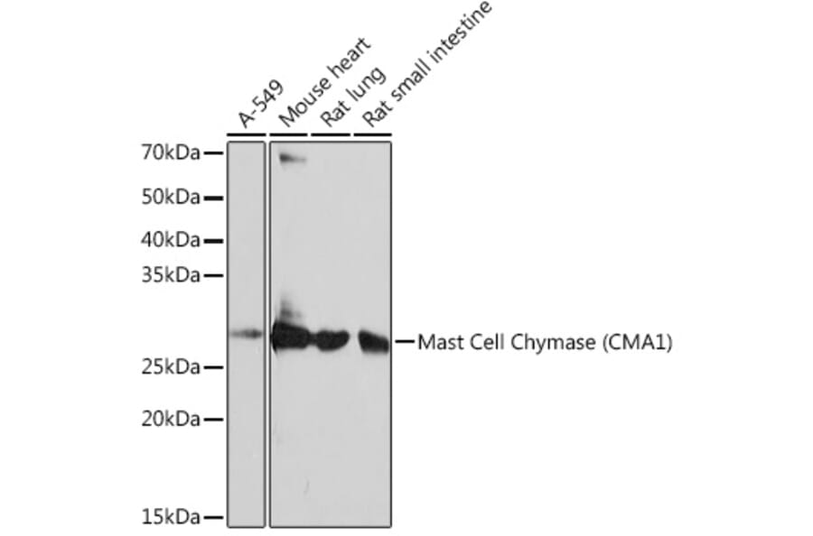 Western Blot - Anti-Mast Cell Chymase Antibody [ARC0614] (A80816) - Antibodies.com