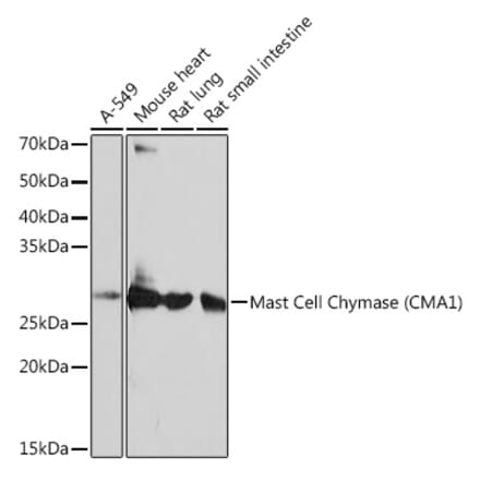 Western Blot - Anti-Mast Cell Chymase Antibody [ARC0614] (A80816) - Antibodies.com