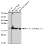 Western Blot - Anti-Mast Cell Chymase Antibody [ARC0614] (A80816) - Antibodies.com