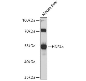 Western Blot - Anti-HNF-4-alpha Antibody (A80819) - Antibodies.com