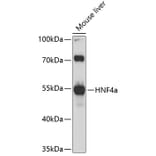 Western Blot - Anti-HNF-4-alpha Antibody (A80819) - Antibodies.com